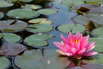 Waterlily in Rosegarden, Berne (Switzerland)