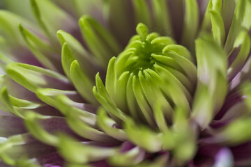 Macro Shot of Chrysanthemum Indicum Petals of Serenity Sort in Keukenhof Flowes National Park in Netherlands.