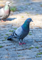 Pigeons On The Square, birds clouse up