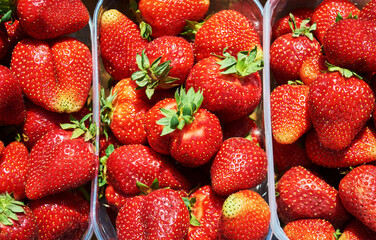 Background from freshly harvested strawberries, directly above.