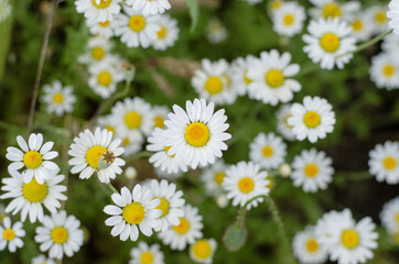 Chamomile flowers summer day closeup