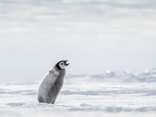 Emperor Penguin Chick on the frozen Sea