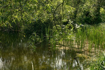 a small lake, photographed in the summer 