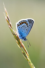 Naklejka premium Beautiful butterfly macro (Polyommatus icarus)