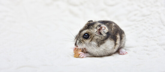 Dwarf hamster eating seeded bread on a chopping board