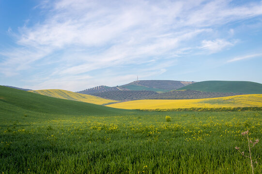 Andalusian landscape with olive trees and canola fields in Spain on a day in spring
