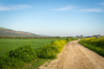Andalusian landscape with olive trees and canola fields in Spain on a day in spring
