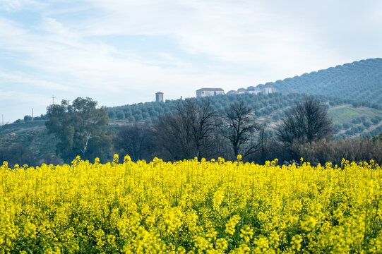 Andalusian landscape with olive trees and canola fields in Spain on a day in spring