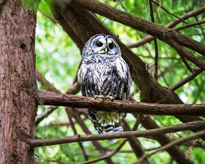 Barred Owl