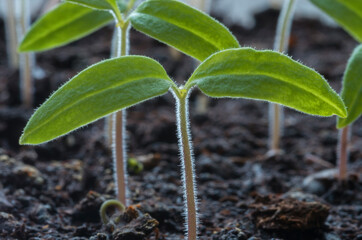 The tomato seedlings against the background of the soil. Selective focus