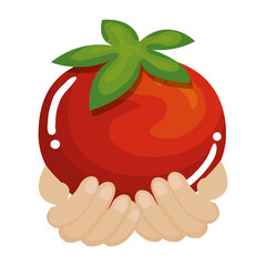 hands with tomato fresh vegetable icon vector illustration design