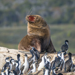 Obraz premium Colony of king cormorants and sea lion, Beagle Channel, Patagonia