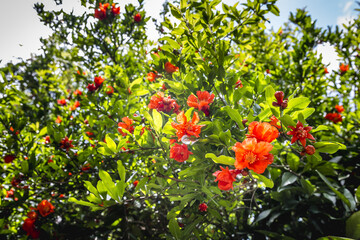 Flower of the pomegranate on the branch. Selective soft focus.