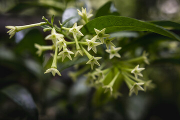 Jasmine plant 