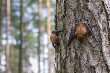 Zwei Fledermäuse in norddeutschen Fichtenwald