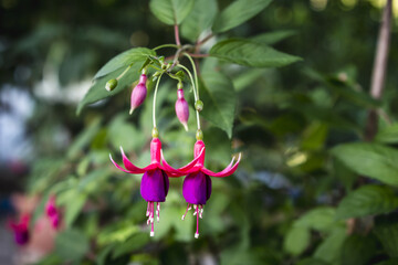 Flower close-up - local name earring flower