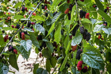 The fruit of black mulberry