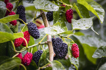 The fruit of black mulberry