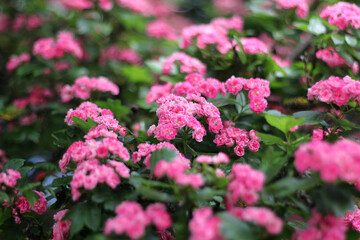 Branch with beautiful flowers.