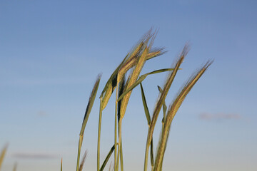 Grains Rye against  the Sky.