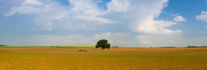 Memorable tree on the empty corn field. © Radomir Rezny