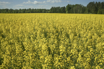 Rapsfält som blommar på våren