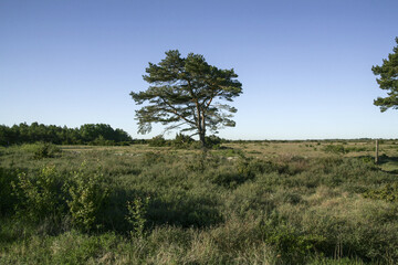 Obraz premium Ölands stora Alvar som är ganska kalt men det fins även träd