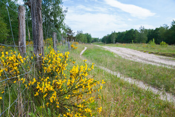 Ginster (Genista) in der Döberitzer Heide