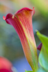 Closeup of Zantedeschia of Sort Orange County in National Flowers Park Keukenhof in Netherlands.