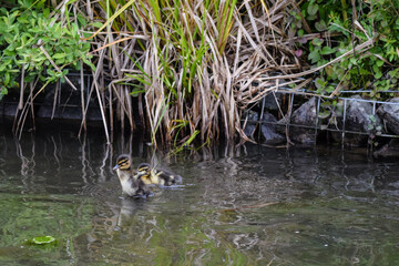 Female mallard duck and her ducklings in the nest