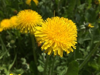flower, green, spring, dandelion, yellow, nature, summer, grass, plant, beautiful, meadow, field, background, season, blossom, natural, closeup, day, springtime, outdoor, color, herb, floral, flora, b