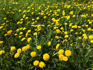 flower, green, spring, dandelion, yellow, nature, summer, grass, plant, beautiful, meadow, field, background, season, blossom, natural, closeup, day, springtime, outdoor, color, herb, floral, flora, b
