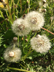 field, dandelion, nature, spring, sun, plant, flower, green, background, landscape, summer, outdoor, beautiful, sunlight, grass, meadow, natural, beauty, season, white, seed, garden, flora, blossom, s