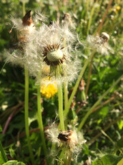 field, dandelion, nature, spring, sun, plant, flower, green, background, landscape, summer, outdoor, beautiful, sunlight, grass, meadow, natural, beauty, season, white, seed, garden, flora, blossom, s
