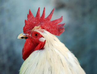 rooster