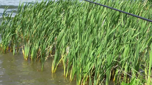 The surface of smooth water between the reeds,fishing rod, fishing, 4K.