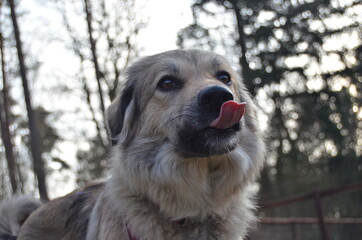 Hund schleckt Schnauze