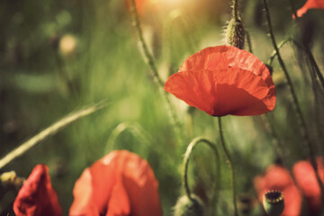 Obraz premium Poppy flowers. Beautiful vintage nature background