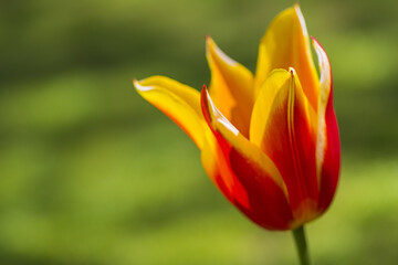 Closeup of One Separate Dutch Yellow -Red Tulip of Sort SYNAEDA KING in National Flowers Park Keukenhof in Netherlands.