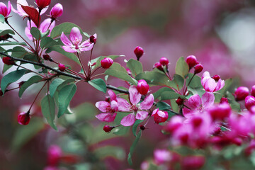 branch of Apple with beautiful pink flowers