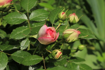 Beautiful pink rose buds.