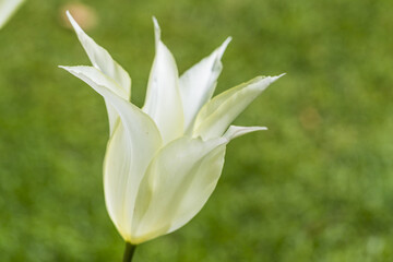 Obraz premium Closeup of National Dutch White Tulip of sort JOHAN CRUIJF in Keukenhof National Flowers Park in Netherlands.