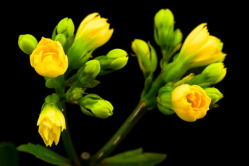 Yellow flower Kalanchoe on black background