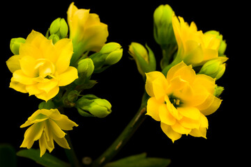 Beautiful yellow flower Kalanchoe on black background