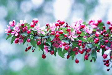 branch of Apple with pink flowers against the clear spring sky