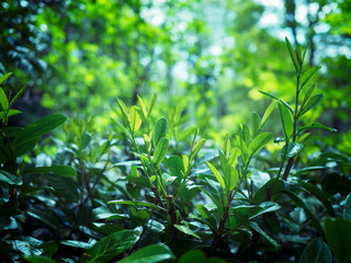 green leaves against light