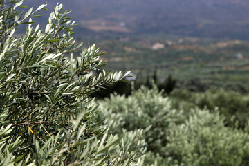Olivenbäume in Olivenhain auf Kreta mit Bergen im Hintergrund, Symbolbild
