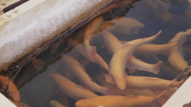 Trout jamb swimming in pond in winter in agriculture farm.. It is frozen outdoor, side of feeding window covered with ice and snow, water is clear, but bottom of artificial reservoir is invisible