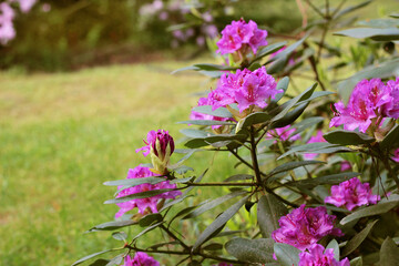 Pink azalea flowers with water droplets on the petals in the sun. Rodendron garden rain Field