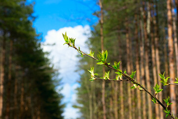 Young leaves of bird cherry.